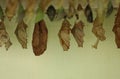 Many different pupaes at butterfly house, closeup Royalty Free Stock Photo