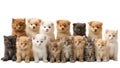 Many different puppies canine kittens isolated on a background purebred advertising Royalty Free Stock Photo