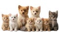 Many different puppies canine kittens isolated on a white background purebred advertising Royalty Free Stock Photo