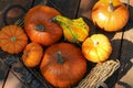 Many different ripe orange pumpkins on wooden table, above view Royalty Free Stock Photo