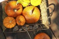 Many different ripe orange pumpkins on wooden table, flat lay Royalty Free Stock Photo