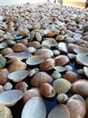 Covering a table with seashells