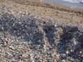 Many different shells on the sand at the water`s edge. A large pile of seashells Royalty Free Stock Photo