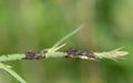 Many different sized brown aphids uroleucon sit on a young green stalk in nature Royalty Free Stock Photo