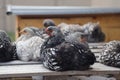 many different sized chickens in a group on a wooden deck Royalty Free Stock Photo