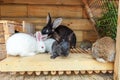 Many different small feeding rabbits on animal farm in rabbit-hutch, barn ranch background. Bunny in hutch on natural eco farm. Royalty Free Stock Photo