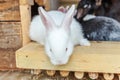 Many different small feeding rabbits on animal farm in rabbit-hutch, barn ranch background. Bunny in hutch on natural eco farm. Royalty Free Stock Photo