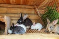 Many different small feeding rabbits on animal farm in rabbit-hutch, barn ranch background. Bunny in hutch on natural eco farm. Royalty Free Stock Photo