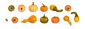 Many different small isolated pumpkins from different angles on white background