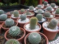 Many different species of small cacti plants in flower pots