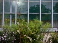 Many different summer greens and flowering plants on the background of the window Royalty Free Stock Photo