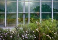 Many different summer greens and flowering plants on the background of the window Royalty Free Stock Photo