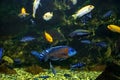 Many different tropical exotic freshwater fish swims in the aquarium. Beautiful wallpaper with white, blue, orange and gold fish Royalty Free Stock Photo