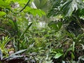 Many different tropical plants growing in greenhouse Royalty Free Stock Photo