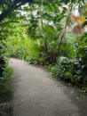 Many different tropical plants and path in greenhouse Royalty Free Stock Photo