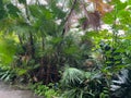 Many different tropical plants and path in greenhouse Royalty Free Stock Photo