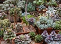 Many different types of succulents in Botanical Garden of Moscow University `Pharmacy Garden` or `Aptekarskyi ogorod` Echeveria,