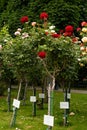 Many different varieties of roses in the garden at the exhibition. 5 June 2023, Vienna, Austria
