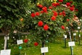 Many different varieties of roses in the garden at the exhibition. 5 June 2023, Vienna, Austria