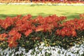 Many disclosed orange-red tulips on the flowerbed