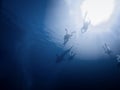 Many divers in the sea Royalty Free Stock Photo