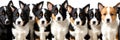 many dogs of different breeds and sizes on white background. web banner for advertising veterinary clinics, grooming salons and Royalty Free Stock Photo