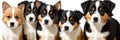 many dogs of different breeds and sizes on white background. web banner for advertising veterinary clinics, grooming salons and Royalty Free Stock Photo