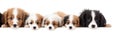 many dogs of different breeds and sizes on white background. web banner for advertising veterinary clinics, grooming salons and Royalty Free Stock Photo