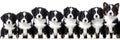 many dogs of different breeds and sizes on white background. web banner for advertising veterinary clinics, grooming salons and