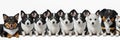 many dogs of different breeds and sizes on white background. web banner for advertising veterinary clinics, grooming salons and Royalty Free Stock Photo