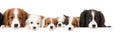 many dogs of different breeds and sizes on white background. web banner for advertising veterinary clinics, grooming salons and Royalty Free Stock Photo