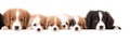 many dogs of different breeds and sizes on white background. web banner for advertising veterinary clinics, grooming salons and