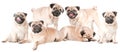 Many dogs, pugs, isolated Royalty Free Stock Photo