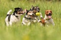 A pack of Jack Russell Terrier running and playing on a meadow