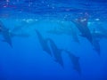 many dolphins dive from the surface into the blue deep