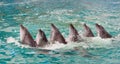 Many dolphins swim each other. Animals perform trick