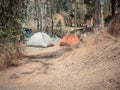 Many dome tents at a camping site near the Eucalyptus trees in Jordan Valley of Israel Royalty Free Stock Photo