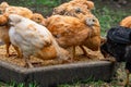 Many domestic chickens eat food, Chicken Flock