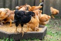 Many domestic chickens eat food, Chicken Flock Royalty Free Stock Photo