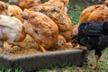 Many domestic chickens eat food, Chicken Flock