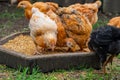 Many domestic chickens eat food, Chicken Flock