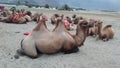 many double humped camels resting in the white desert of Leh & Ladakh, India