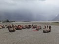 many double humped camels resting in the white desert of Leh & Ladakh, India