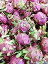 Many Dragon fruit