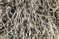 Many dried branches in a background composition