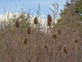 Dried teasel seedheads in a field Royalty Free Stock Photo