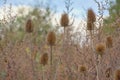 Dried teasel seedheads in a field Royalty Free Stock Photo