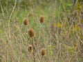 Dried teasel seedheads in a field Royalty Free Stock Photo