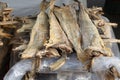 many dried headless stockfish dried in the sun for sale