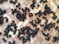 Many dried papaya seeds on bamboo background, farmers dry the fresh seeds for planting at the field or in the garden